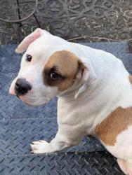 Found/Stray Male Dog last seen MVA Reisterstown Road, Baltimore, MD 21215