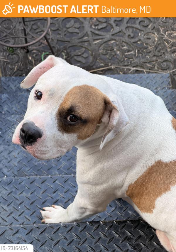 Found/Stray Male Dog last seen MVA Reisterstown Road, Baltimore, MD 21215