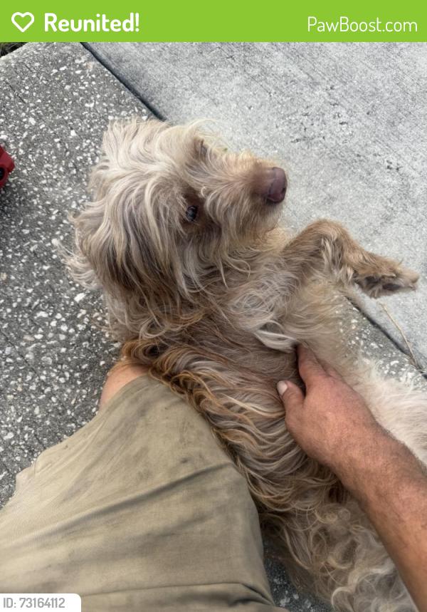 Reunited Female Dog last seen Woodman Way, Orlando, FL 32818, USA, Orlando, FL 32818