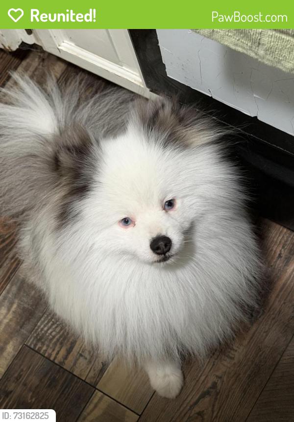 Reunited Male Dog last seen Millbrook and Dakota, Fresno, CA 93726