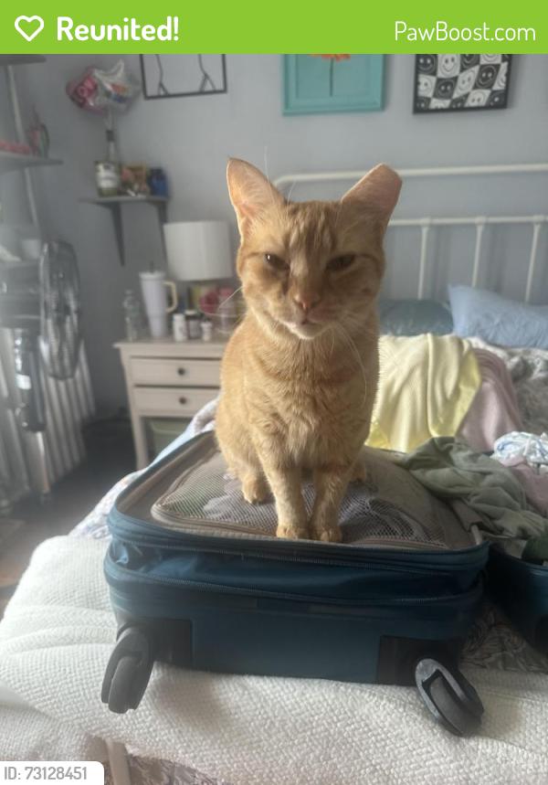 Reunited Female Cat last seen Bothwell rd, Boston, MA 02135