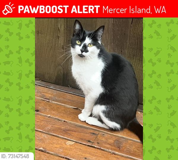 Lost Male Cat last seen Near Block 77th Avenue Se Mercer Island, Mercer Island, WA 98040