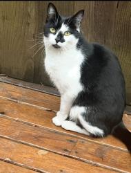 Lost Male Cat last seen Near Block 77th Avenue Se Mercer Island, Mercer Island, WA 98040