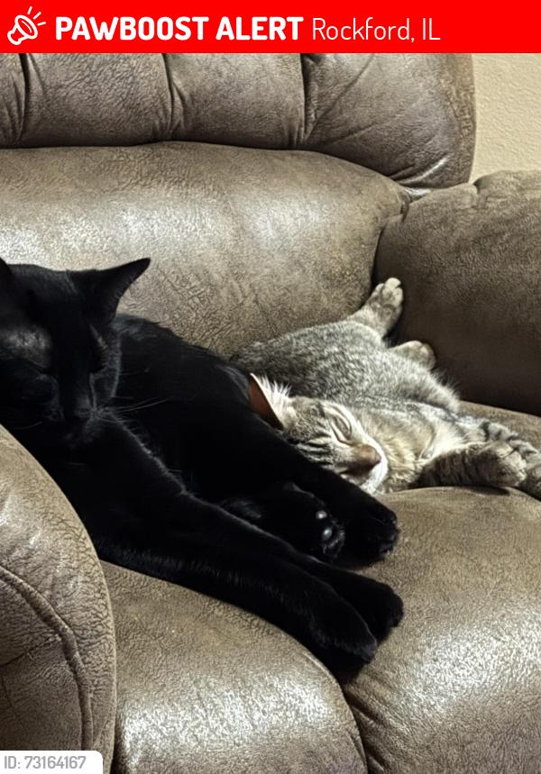 Lost Female Cat last seen Blackhawk and 35th st, Rockford, IL 61109