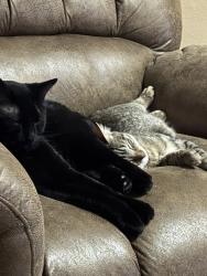 Lost Female Cat last seen Blackhawk and 35th st, Rockford, IL 61109