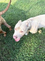 Found/Stray Female Dog last seen Duvall Highway and Mansion hse - Green Haven, Pasadena, MD 21122