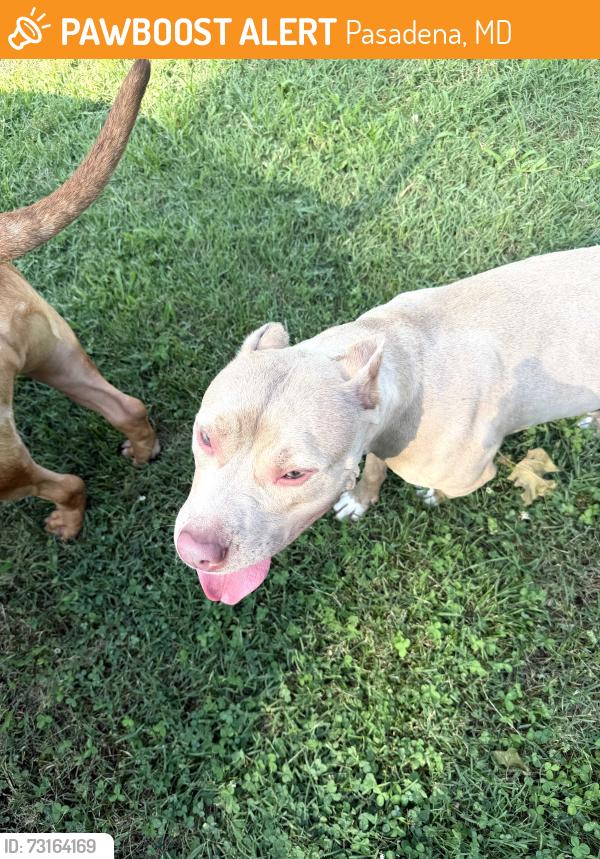 Found/Stray Female Dog last seen Duvall Highway and Mansion hse - Green Haven, Pasadena, MD 21122