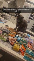 Reunited Male Cat last seen Smith and William, Central Elgin, ON N5L 1C6