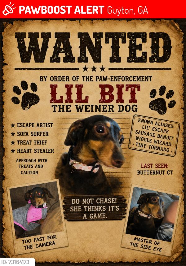 Lost Female Dog last seen Caribbean village dr, Guyton, GA 31312