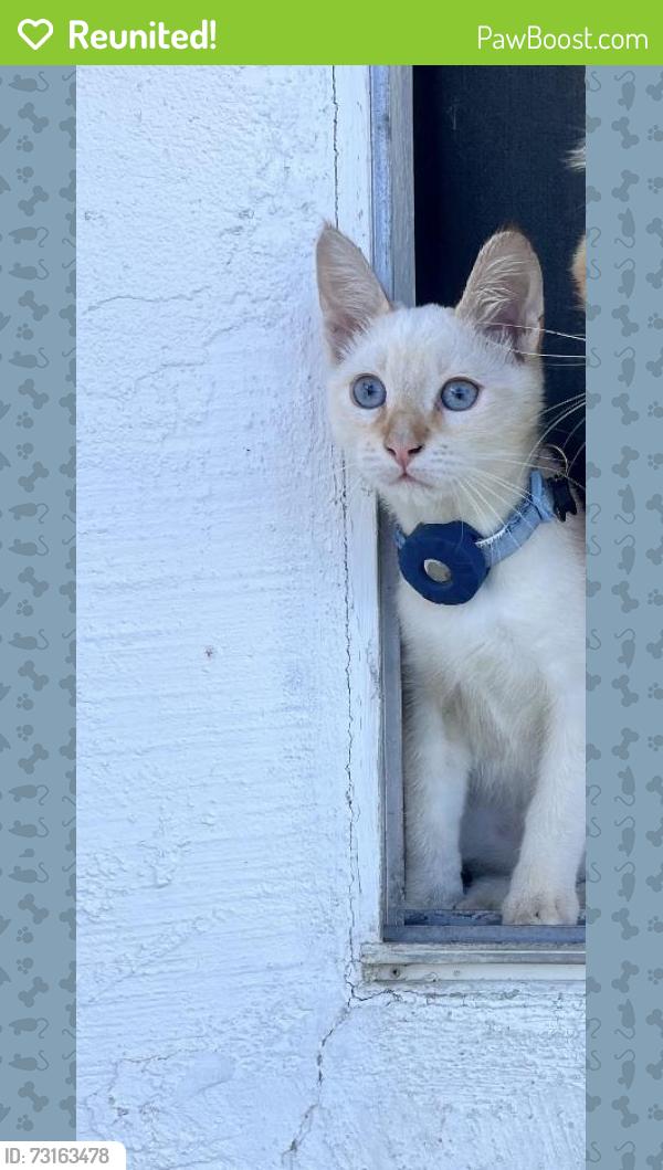 Reunited Male Cat last seen Ma, Grover Beach, CA 93433