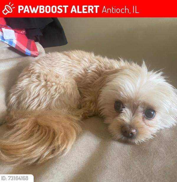 Lost Female Dog last seen Apex and CedarWood Drive , Banninig, Antioch, IL 60002