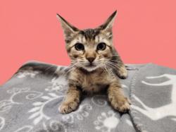 Shelter Stray Female Cat last seen , 1850 W 60th St, Los Angeles, CA 90047, USA
