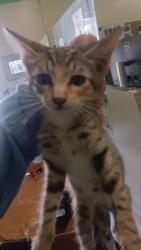 Shelter Stray Female Cat last seen , 1850 W 60th St, Los Angeles, CA 90047, USA