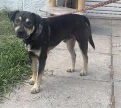 Shelter Stray Male Dog last seen , 1850 W 60th St, Los Angeles, CA 90047, USA