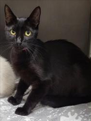 Shelter Stray Female Cat last seen , 14409 Vanowen St, Van Nuys, CA 91405, USA