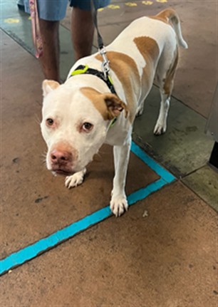 Shelter Stray Male Dog last seen , 14409 Vanowen St, Van Nuys, CA 91405, USA
