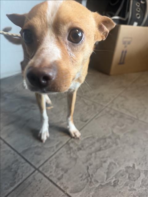 Shelter Stray Male Dog last seen , 11361 W Pico Blvd, Los Angeles, CA 90064, USA