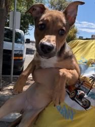 Shelter Stray Female Dog last seen Near BLK COVENTRY DR BAKERSFIELD,CA, 201 S Mt Vernon Ave, Bakersfield, CA 93307, USA