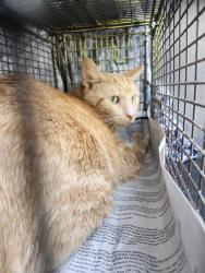 Shelter Stray Male Cat last seen Near BLOCK SONNET DR, 4710 TX-151, San Antonio, TX 78227, USA