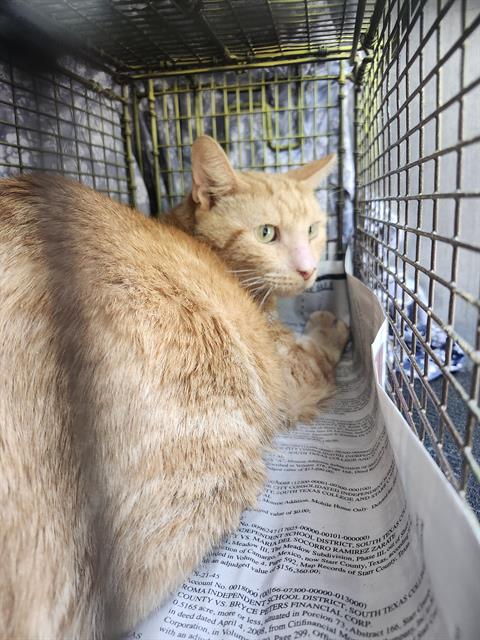 Shelter Stray Male Cat last seen Near BLOCK SONNET DR, 4710 TX-151, San Antonio, TX 78227, USA