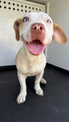 Shelter Stray Female Dog last seen Near BLK KENTUCKY RD, BAKERSFIELD CA, 201 S Mt Vernon Ave, Bakersfield, CA 93307, USA