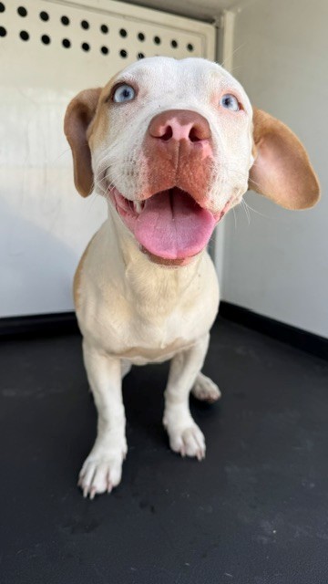 Shelter Stray Female Dog last seen Near BLK KENTUCKY RD, BAKERSFIELD CA, 201 S Mt Vernon Ave, Bakersfield, CA 93307, USA