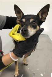 Shelter Stray Female Dog last seen Near BLOCK E SHAW AVE, FRESNO CA 93710 8104, 5277 E Airways Blvd, Fresno, CA 93727, USA