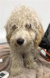 Shelter Stray Female Dog last seen Near BLOCK N WEBER AVE, FRESNO CA 93705 3637, 5277 E Airways Blvd, Fresno, CA 93727, USA