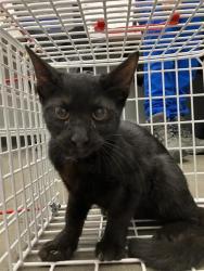 Shelter Stray Female Cat last seen Near BLOCK E CORNELL AVE, FRESNO CA 93703 1026, 5277 E Airways Blvd, Fresno, CA 93727, USA