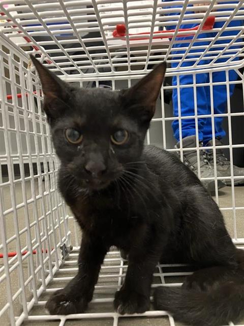 Shelter Stray Female Cat last seen Near BLOCK E CORNELL AVE, FRESNO CA 93703 1026, 5277 E Airways Blvd, Fresno, CA 93727, USA