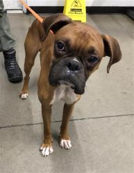 Shelter Stray Male Dog last seen Near BLOCK N WEBER AVE, FRESNO CA 93705 3637, 5277 E Airways Blvd, Fresno, CA 93727, USA