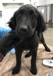 Shelter Stray Female Dog last seen Near BLOCK N EIGHTH ST, FRESNO CA 93703 1916, 5277 E Airways Blvd, Fresno, CA 93727, USA