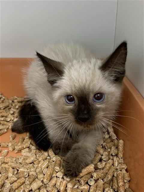 Shelter Stray Male Cat last seen Near BLOCK E NORTH AVE, FRESNO CA 93725, 5277 E Airways Blvd, Fresno, CA 93727, USA