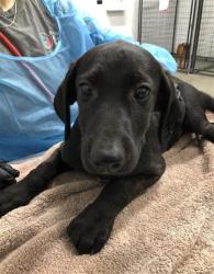 Shelter Stray Male Dog last seen Near BLOCK N EIGHTH ST, FRESNO CA 93703 1916, 5277 E Airways Blvd, Fresno, CA 93727, USA