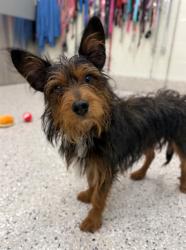 Shelter Stray Male Dog last seen Near BLOCK HENDERSON RD, 12155 Park Blvd, Brighton, CO 80601, USA