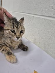 Shelter Stray Female Cat last seen ST CHARLES CO, 4850 Mid Rivers Mall Dr, St Peters, MO 63376, USA