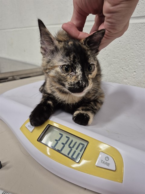 Shelter Stray Female Cat last seen ST CHARLES CO, 4850 Mid Rivers Mall Dr, St Peters, MO 63376, USA