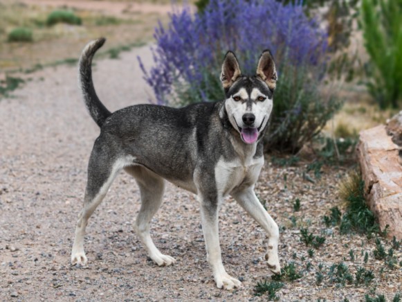 Shelter Stray Female Dog last seen Near BLOCK CAMINO LARGO SANTA FE NM 87507, 100 Caja Del Rio Rd, Santa Fe, NM 87507, USA