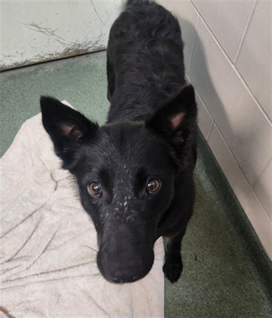 Shelter Stray Female Dog last seen 84/285 & 503 SANTA FE NM 87506, 100 Caja Del Rio Rd, Santa Fe, NM 87507, USA