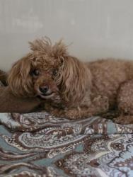Shelter Stray Female Dog last seen Near BLOCK DON QUIXOTE ST, LAS VEGAS NV 89121, 655 N Mojave Rd, Las Vegas, NV 89101, USA
