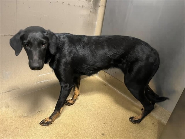 Shelter Stray Female Dog last seen , 38550 Sierra Hwy, Palmdale, CA 93550, USA