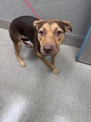 Shelter Stray Female Dog last seen W LAKE MEAD BLVD & N DECATUR BLVD, 655 N Mojave Rd, Las Vegas, NV 89101, USA