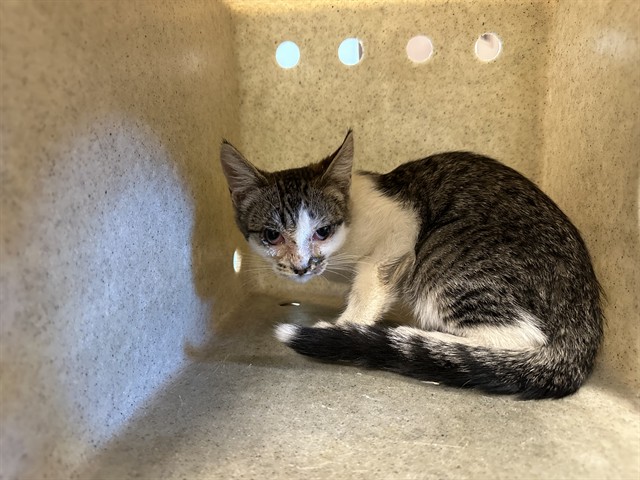 Shelter Stray Male Cat last seen , 38550 Sierra Hwy, Palmdale, CA 93550, USA