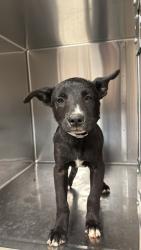 Shelter Stray Male Dog last seen , 38550 Sierra Hwy, Palmdale, CA 93550, USA