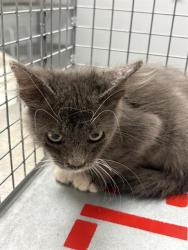 Shelter Stray Male Cat last seen E TWAIN AVE & MOUNTAIN VISTA ST, 655 N Mojave Rd, Las Vegas, NV 89101, USA