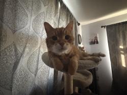 Lost Male Cat last seen Prospect, Zingler, Shawano, WI 54166