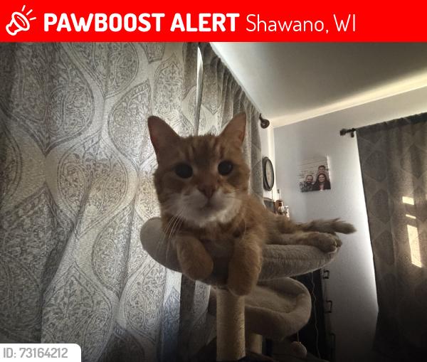 Lost Male Cat last seen Prospect, Zingler, Shawano, WI 54166