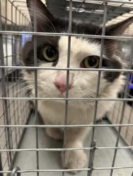 Shelter Stray Male Cat last seen Near BLOCK SHADOW DREAMS ST, LAS VEGAS NV 89130, 655 N Mojave Rd, Las Vegas, NV 89101, USA