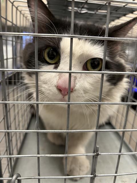 Shelter Stray Male Cat last seen Near BLOCK SHADOW DREAMS ST, LAS VEGAS NV 89130, 655 N Mojave Rd, Las Vegas, NV 89101, USA