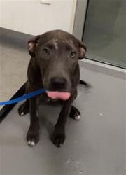 Shelter Stray Female Dog last seen Near BLOCK ROBERTSON ST, HOMELAND, CA, 581 S Grand Ave, San Jacinto, CA 92582, USA